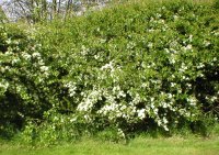 Blossom and catkins